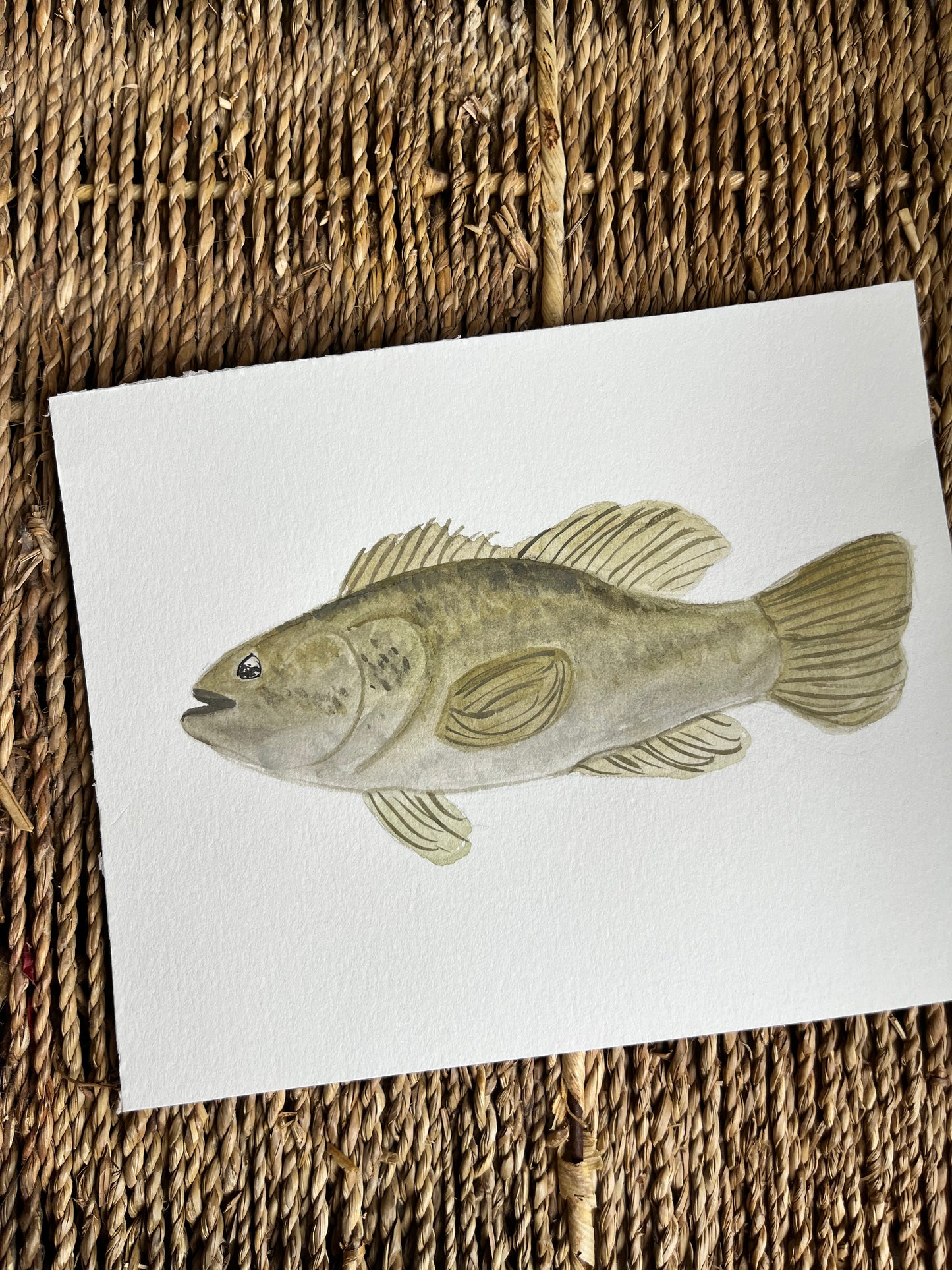 Largemouth Bass